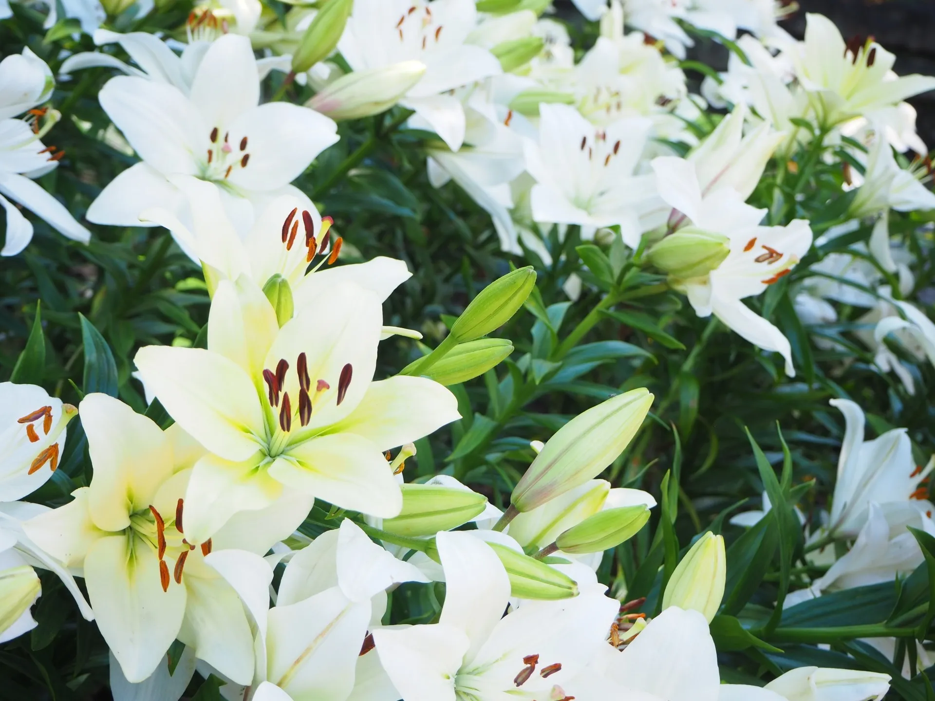 白い百合の花
